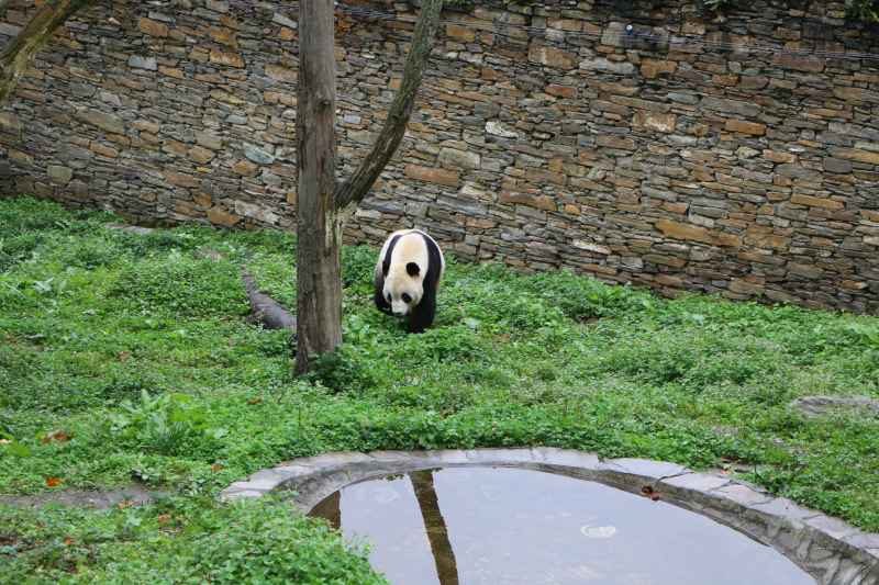 动物园熊猫 7
