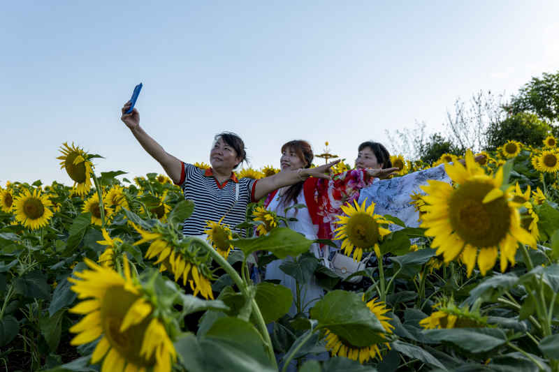 向日葵花海 20
