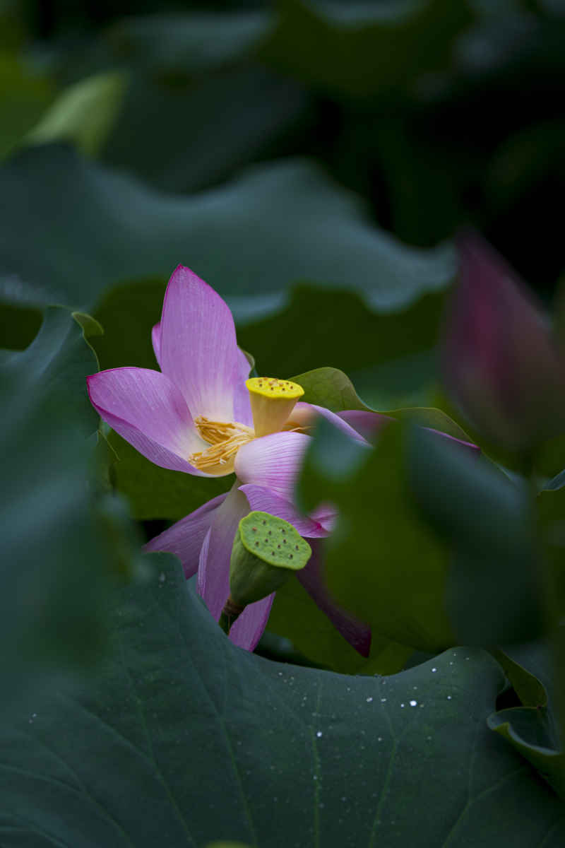 广西大学荷花