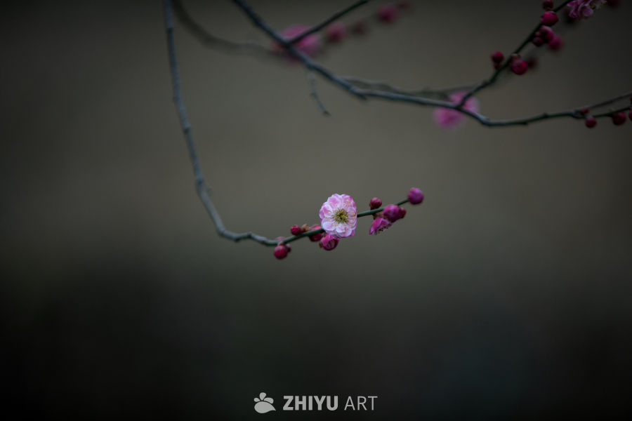 梅花 6