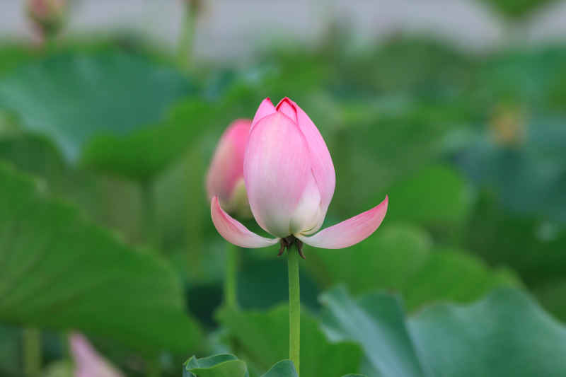 荷花 48