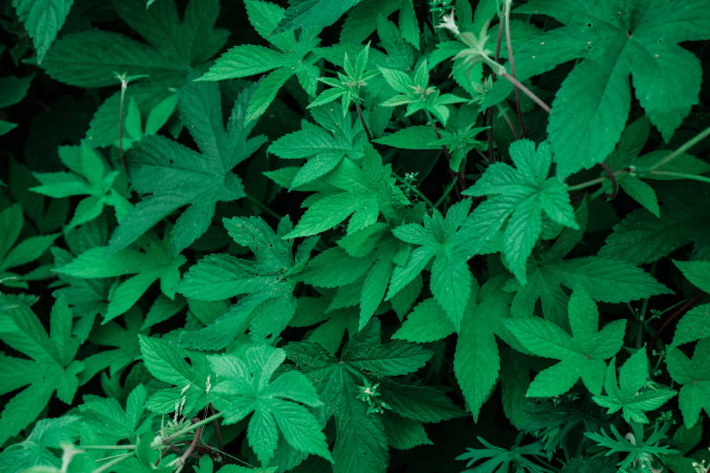 花草植物 16