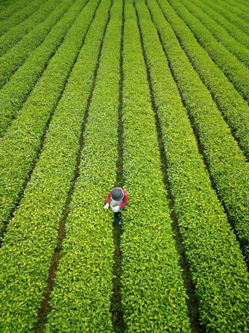 航拍杭州龙井茶园采茶02