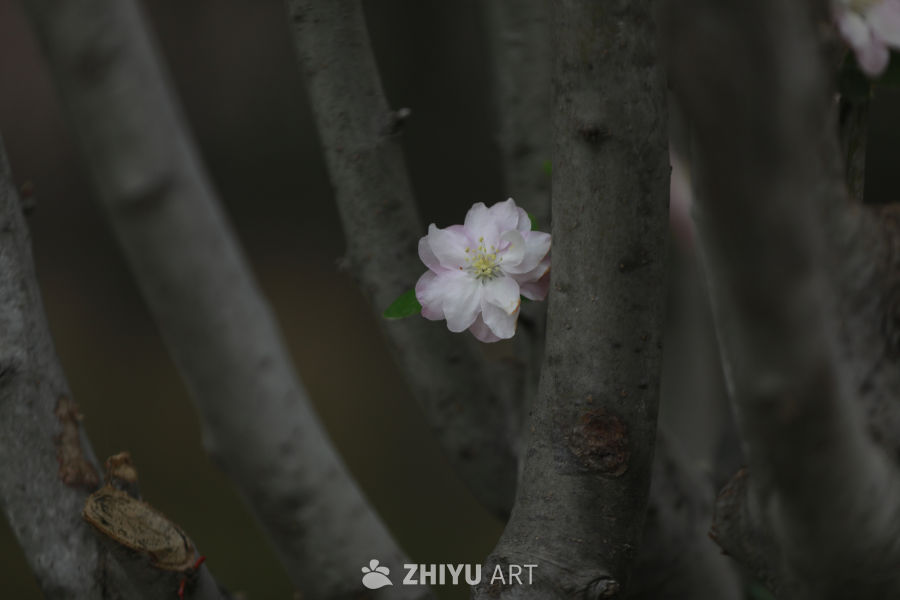 春日花语