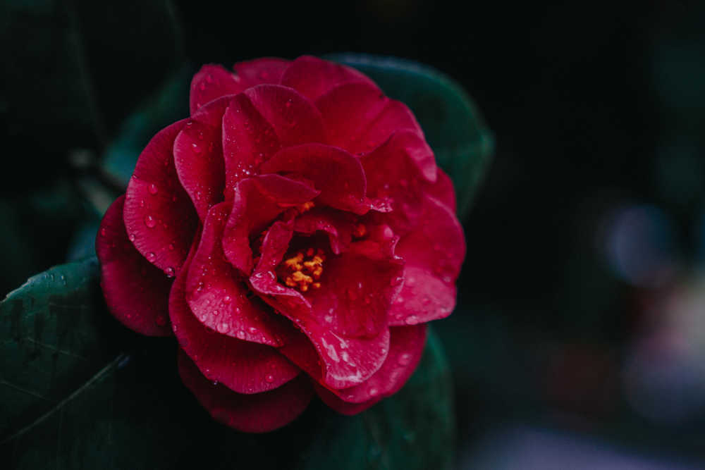 茶花