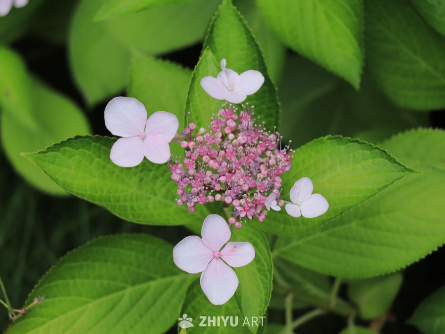 粉嫩绣球花与绿叶