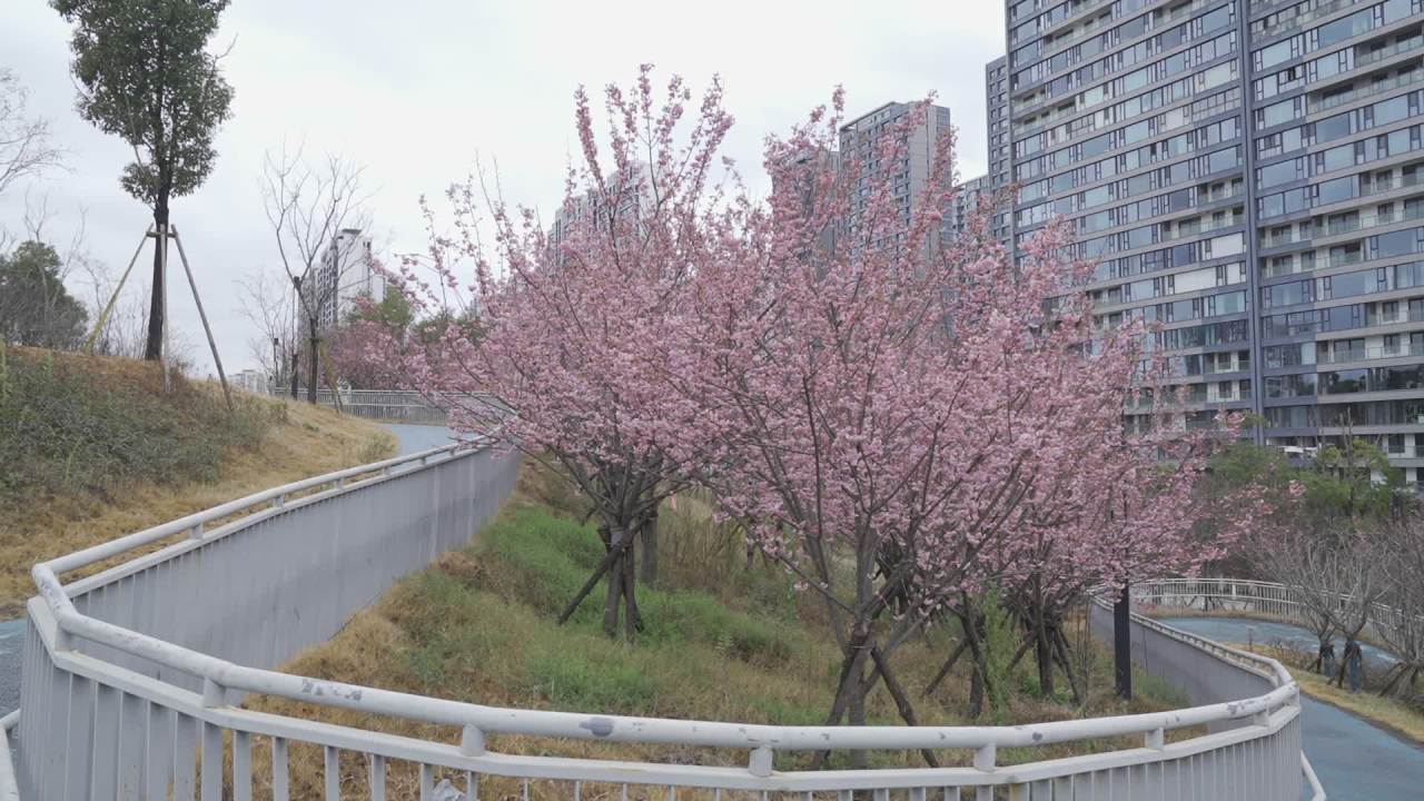 城市中的樱花绽放