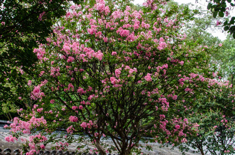 花树