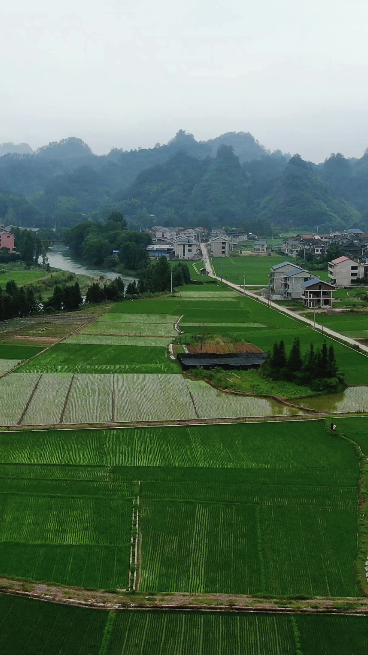 绿油油杂交水稻农业种植竖屏航拍