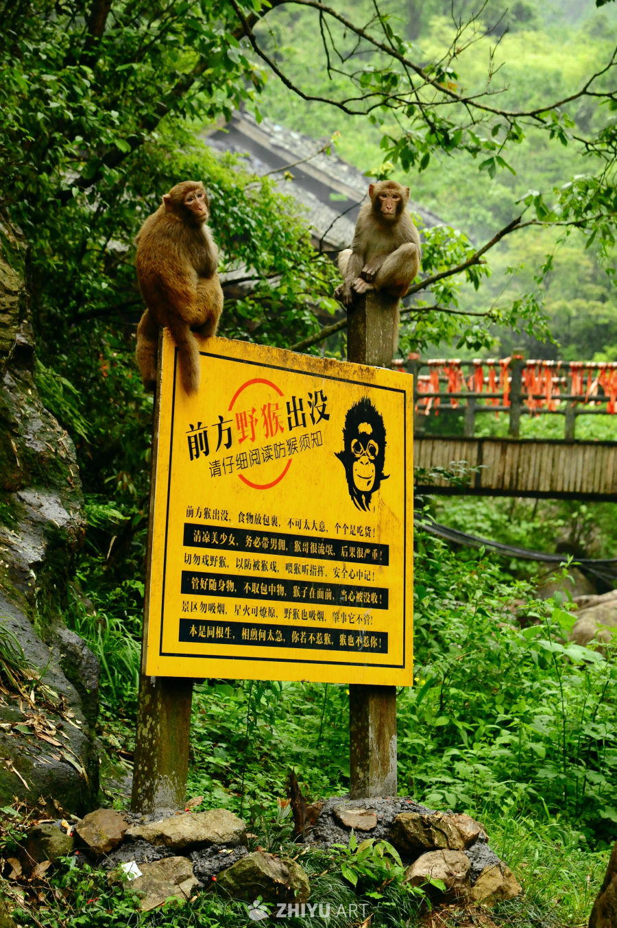 衢州药王山的猴群和山野瀑布 3