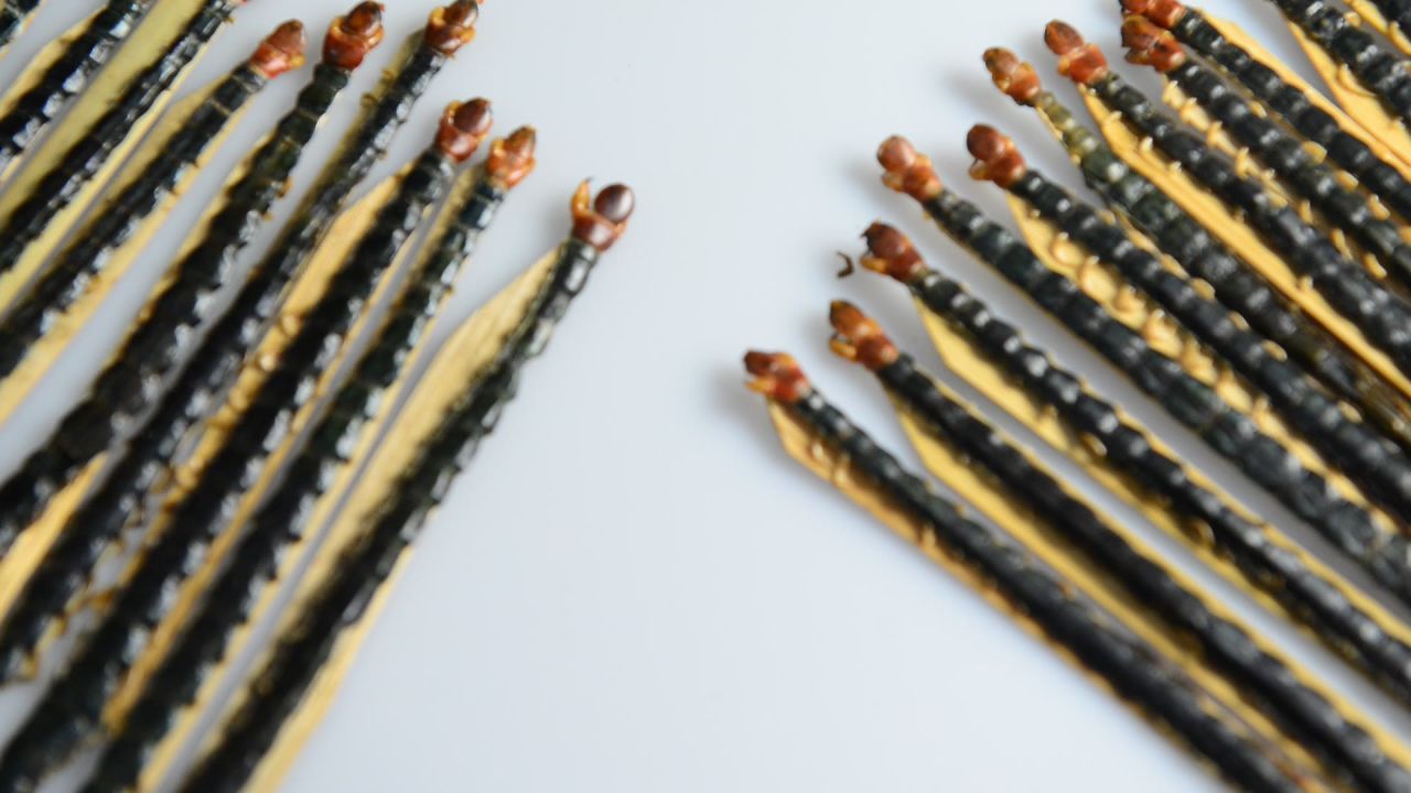 蜈蚣中药材 40