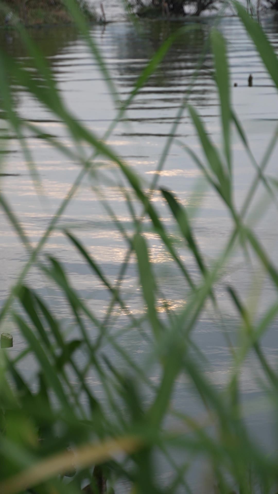 昆明草海湿地