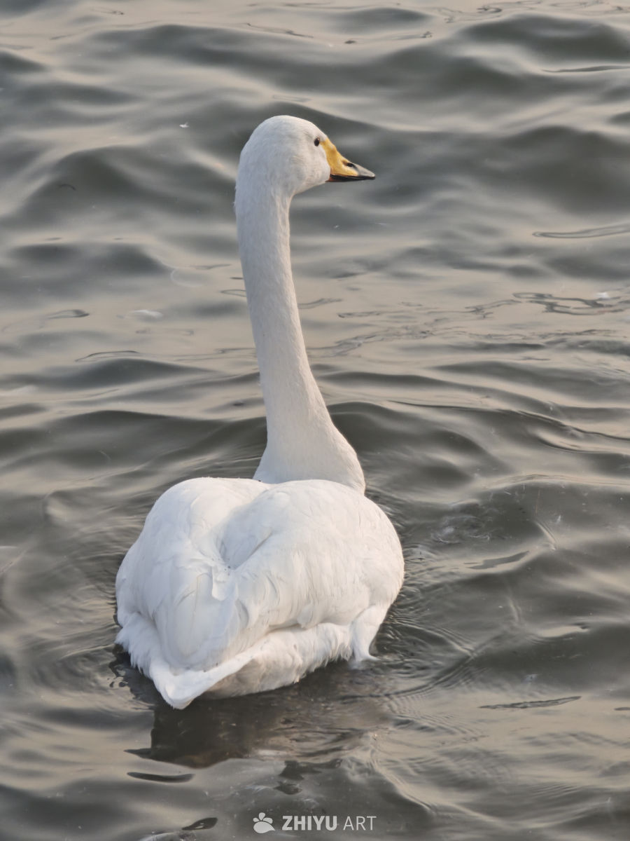 优雅天鹅水中游