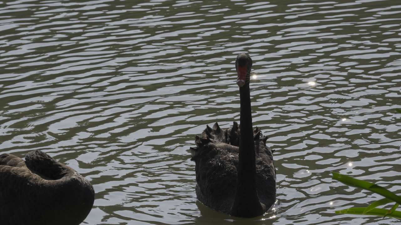 杨府山公园观鸟 25