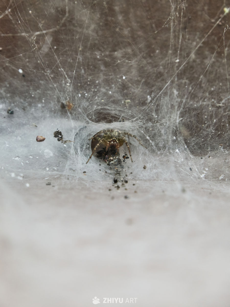 蜘蛛在蛛网中的生态细节呈现