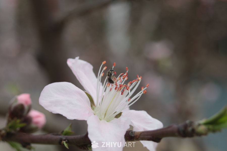 春日桃花与蜜蜂