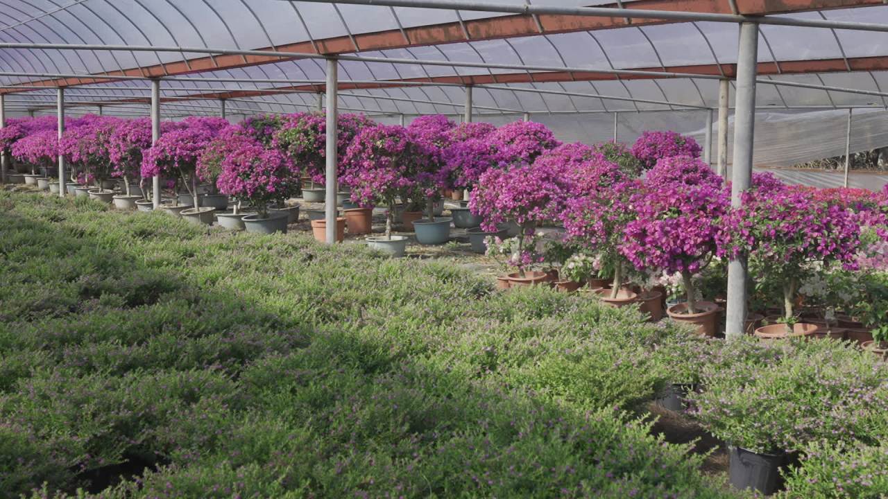 年宵花 16