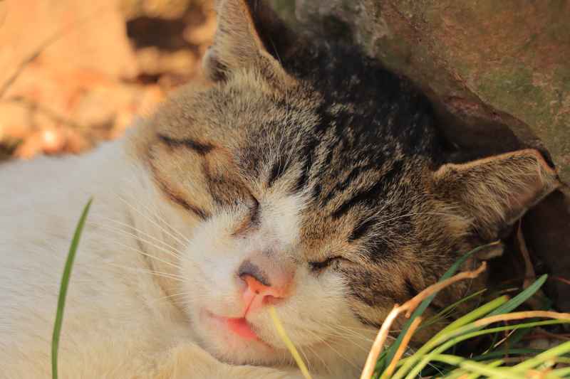 草地上沉睡的猫咪