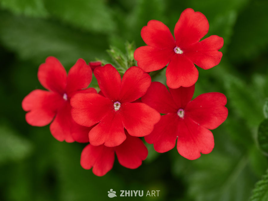 鲜红美女樱花簇微距特写