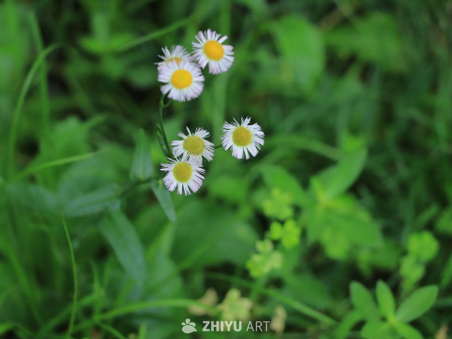 野地里的小雏菊