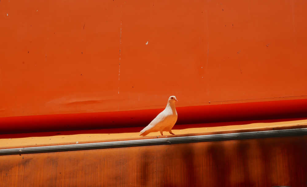 橙色雨棚上的白色鸽子