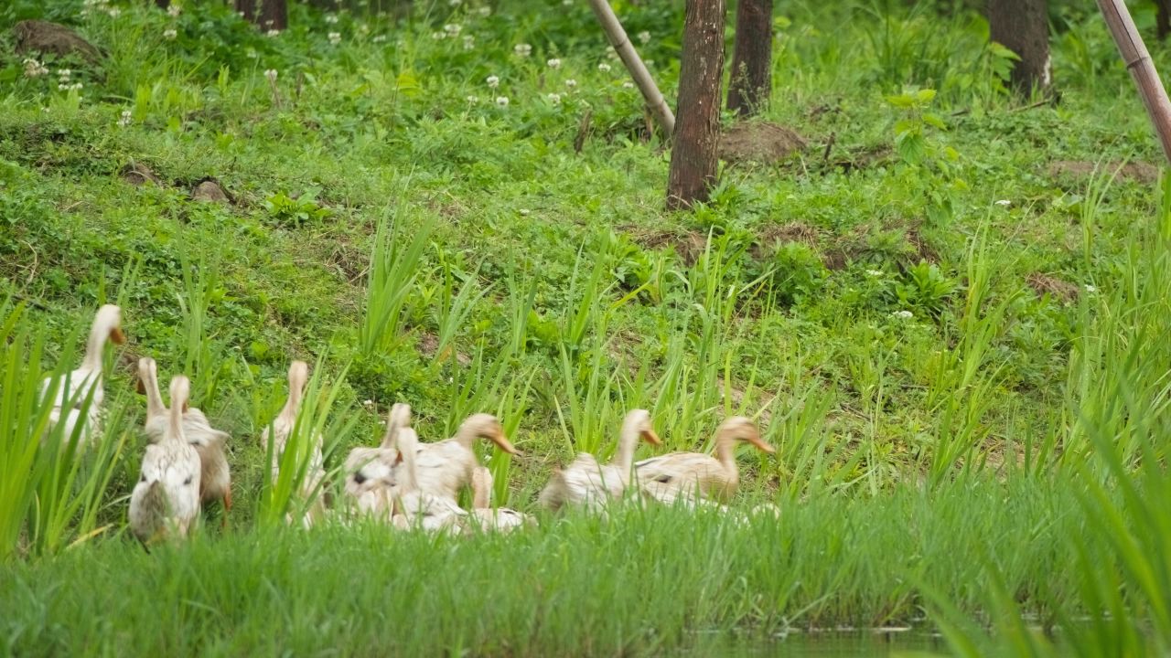 农村天然喂养散养鸭子土鸭 6