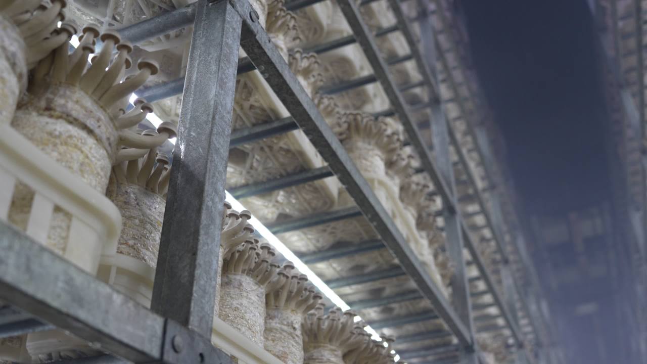 鹿茸菇鲜脆可口， 16