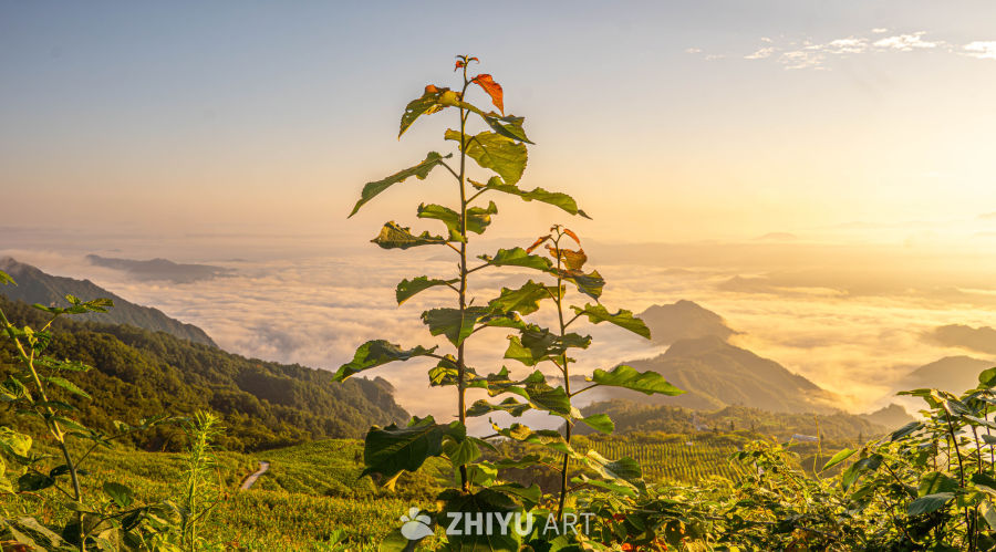 日出云海山景图