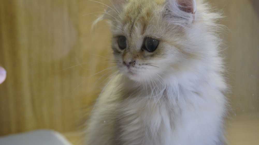 委屈小猫