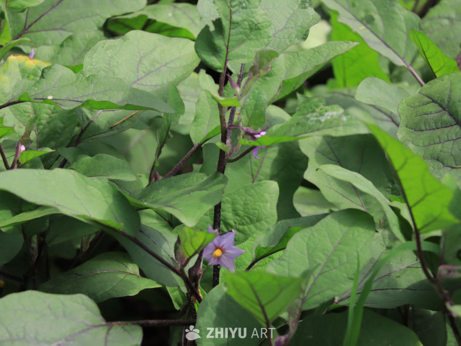 绿意盎然的茄子花田