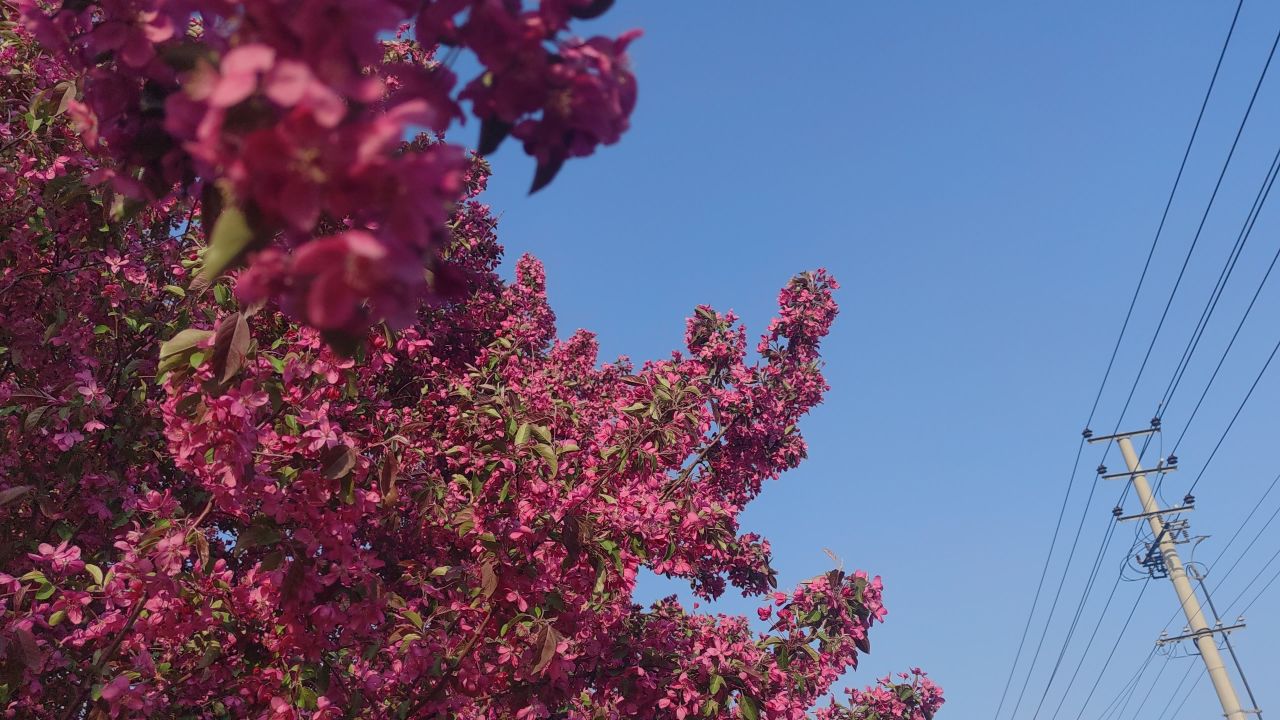 春天 花已开 20