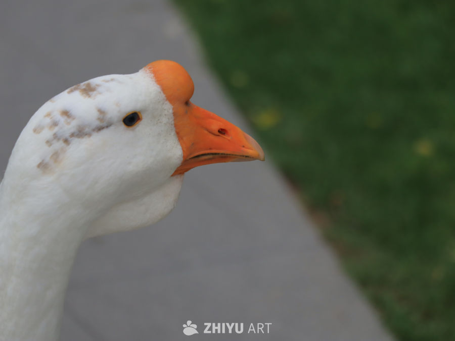 白鹅的侧脸特写
