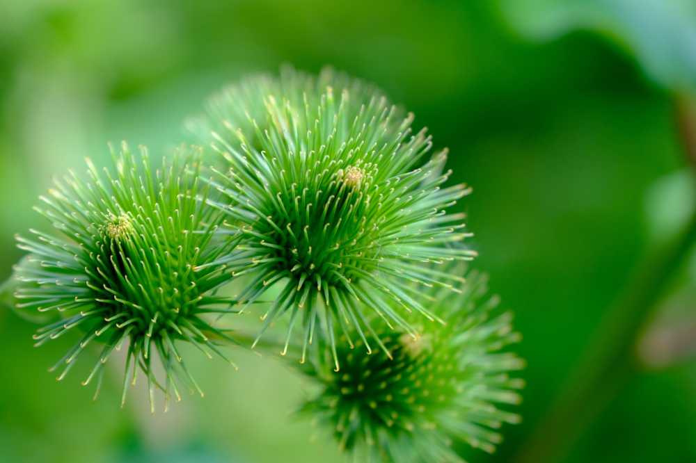 牛蒡野生植物牛蒡根野花