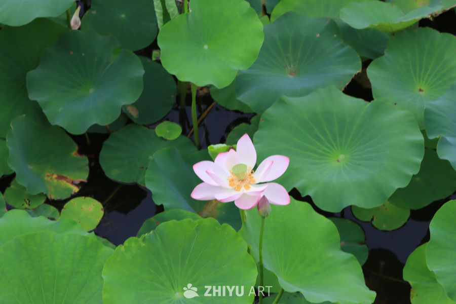 荷花 10