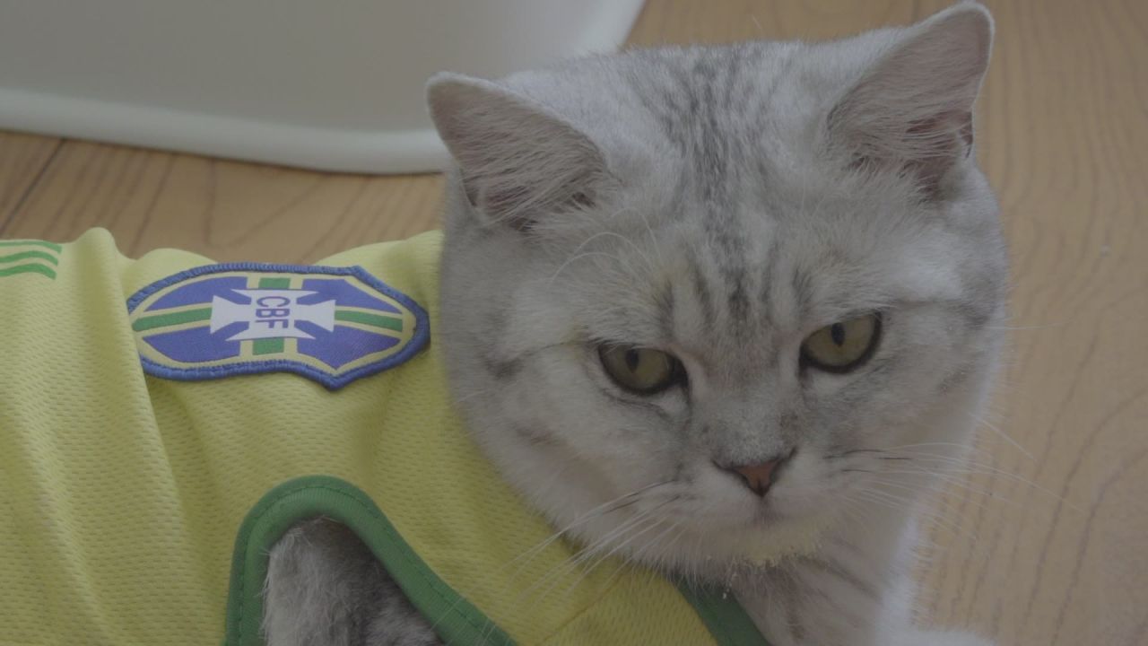 猫咪