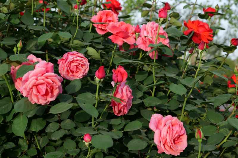 月季花 36