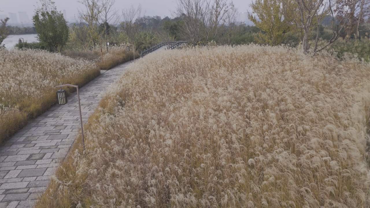 冬日的湿地 2