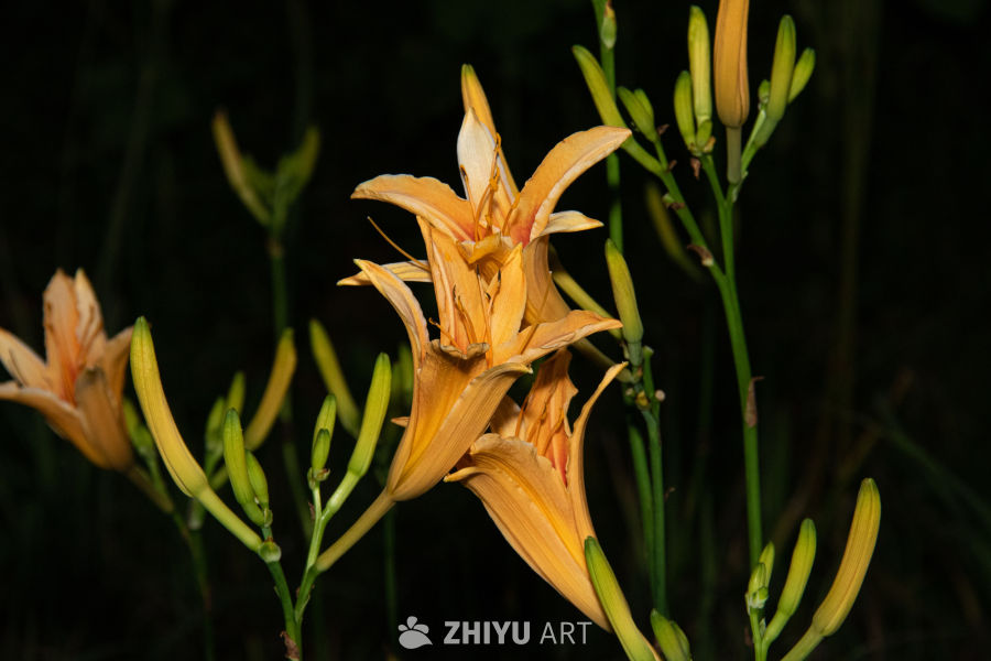 中药材与药材花 78