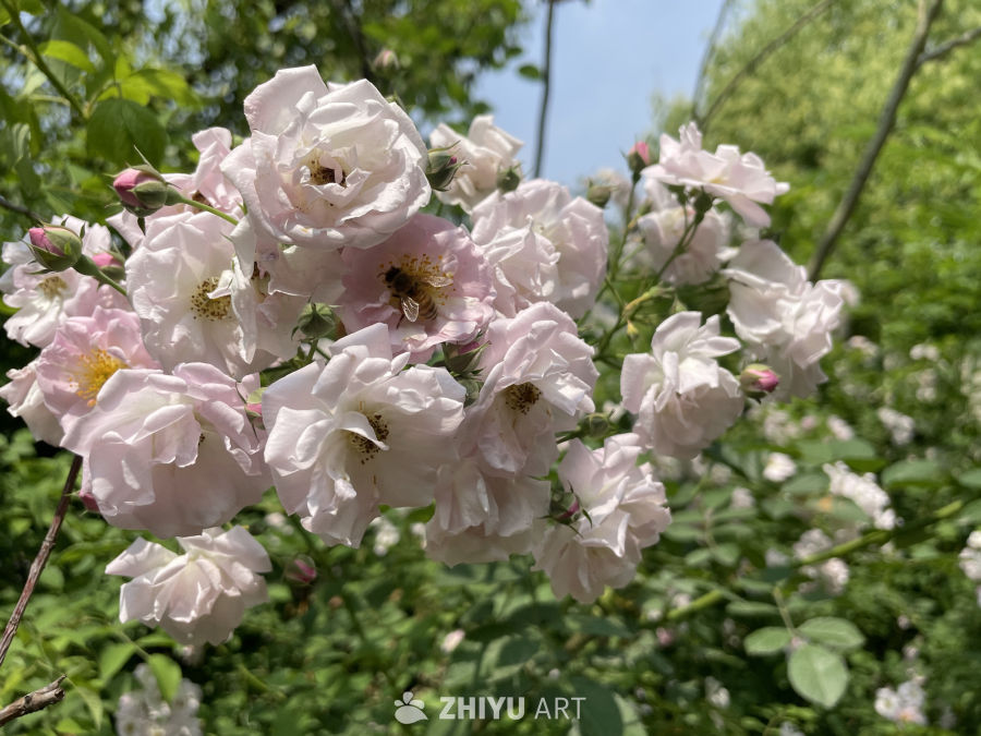 春季花卉 12