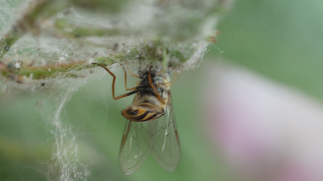 蜂蝇采蜜特写