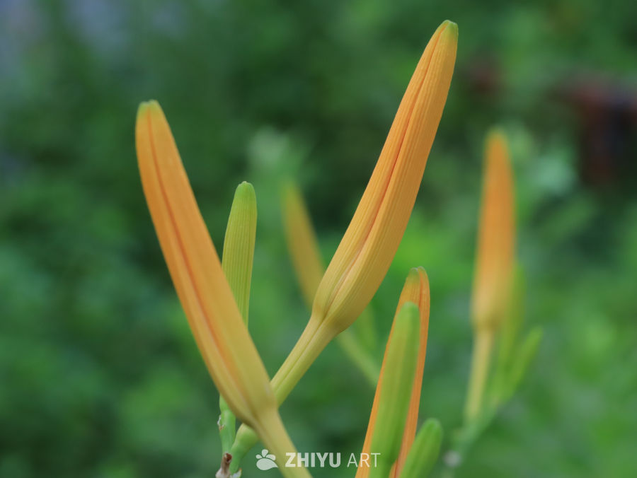夏日里生机勃勃的萱草花苞
