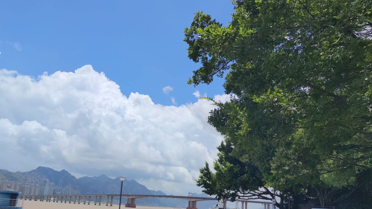 蓝天白云 风吹树枝 树叶 植物 实拍