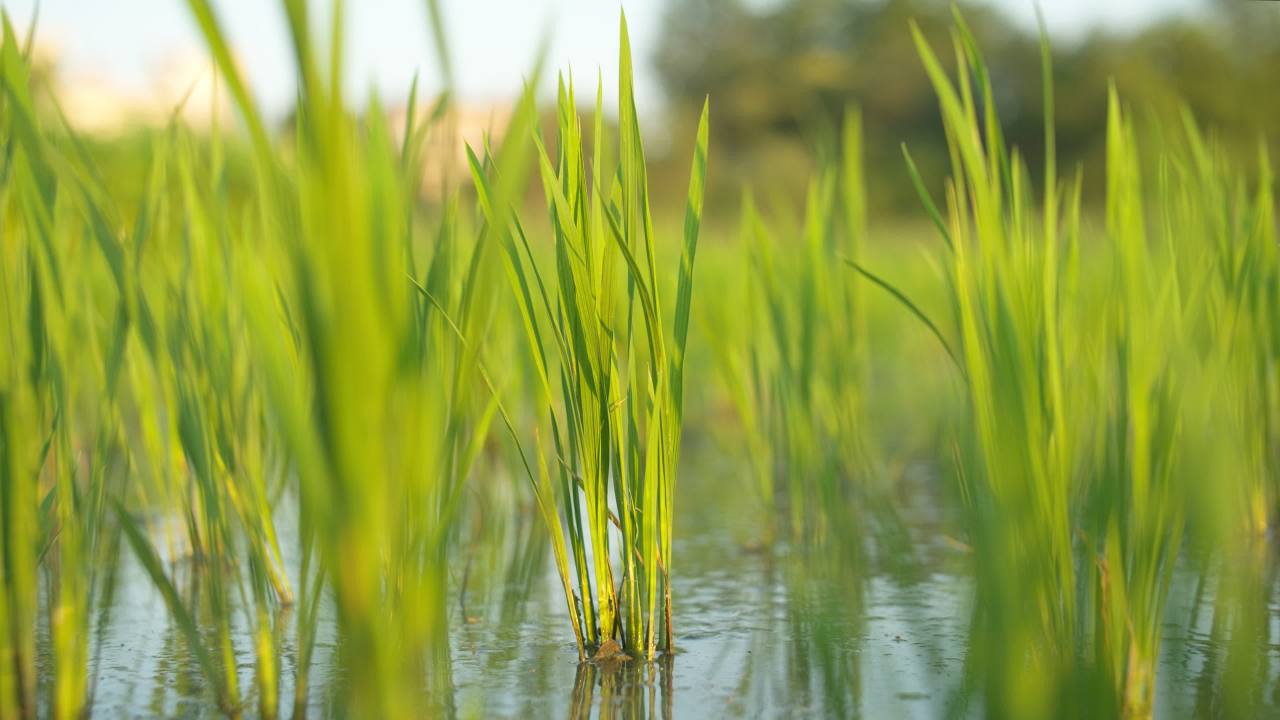 水稻五常大米田野粮食庄稼丰收 48