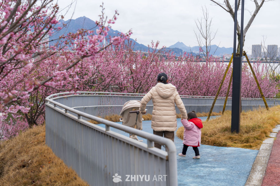 樱花下的母子散步