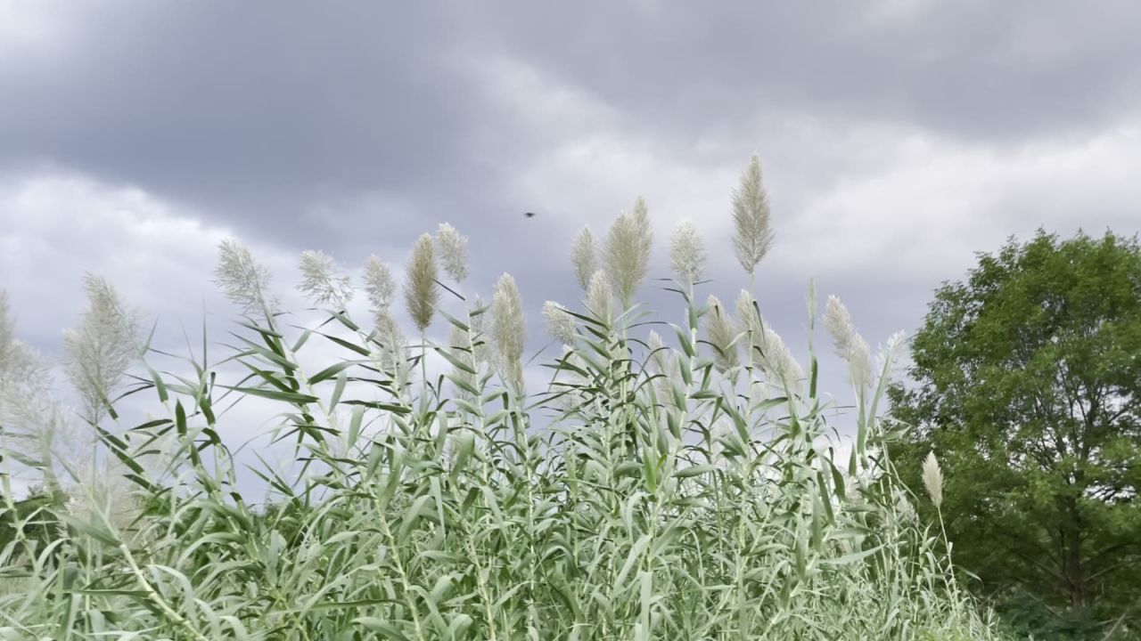 芦苇
