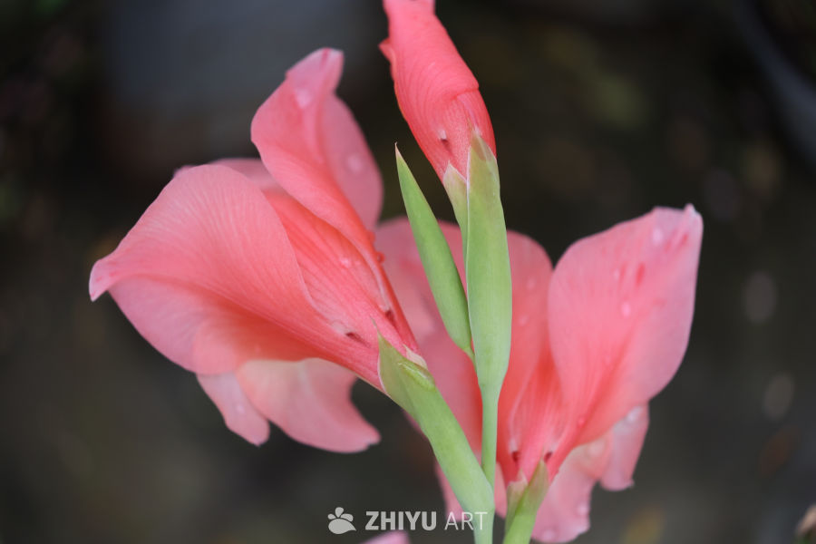 粉嫩花蕾与露珠