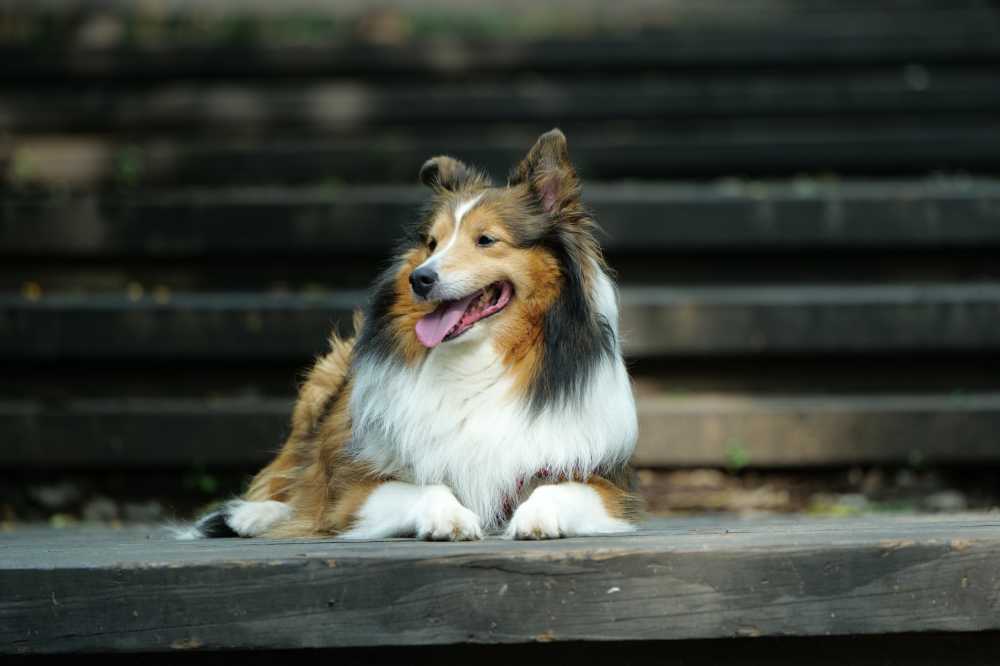 喜乐蒂牧羊犬