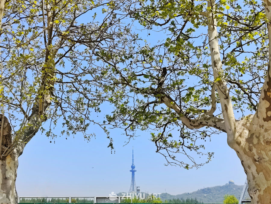 电视塔