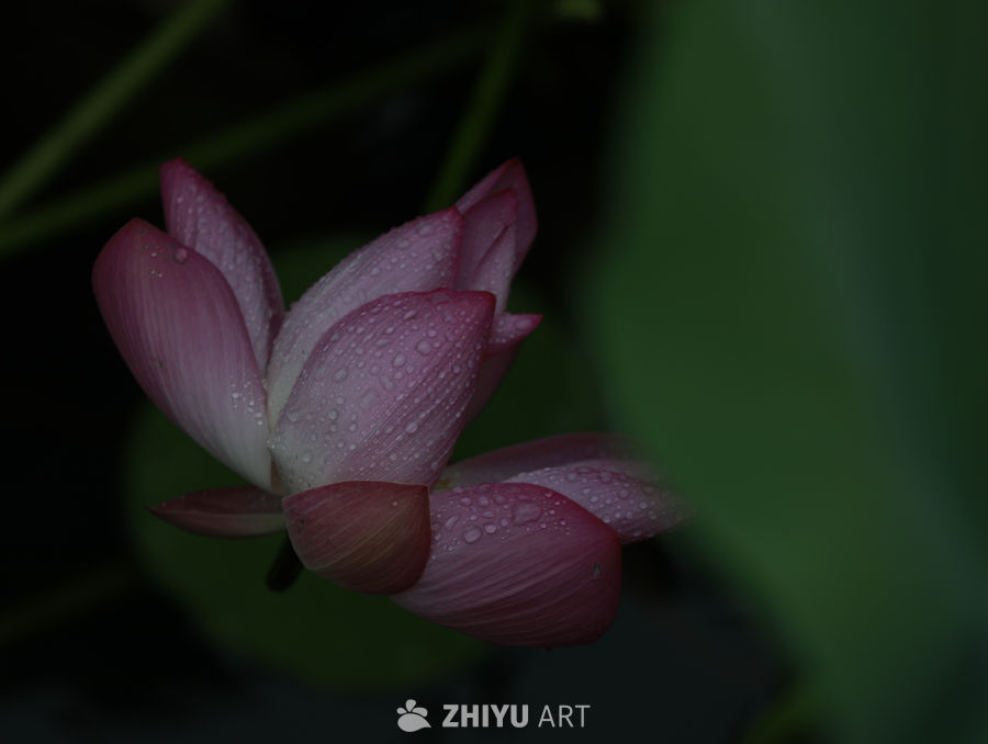 晨露中的莲花