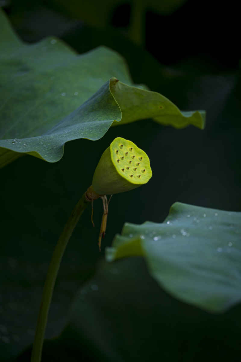 广西大学荷花